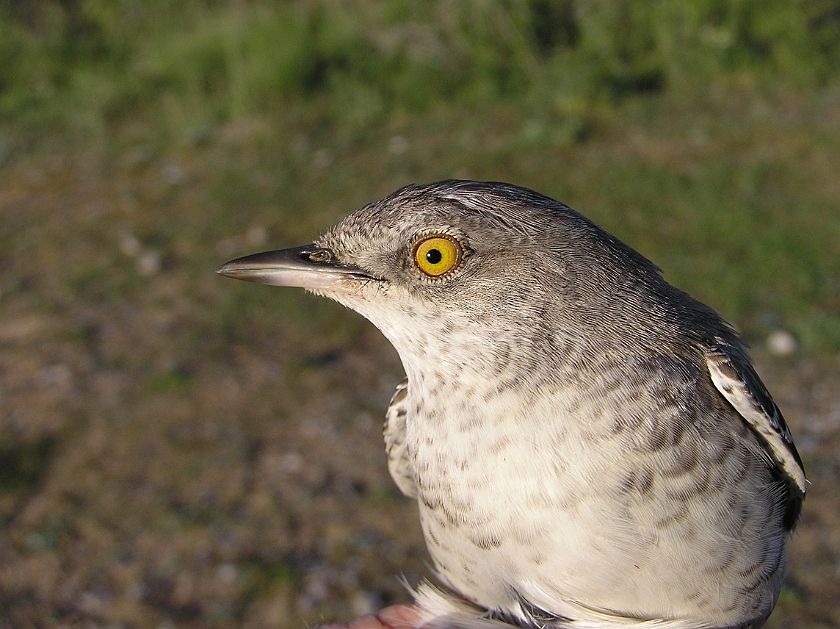 Barred Warbler, Sundre 20080608